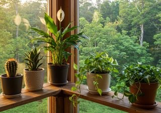 Dies sind die 5 schönsten und widerstandsfähigsten Zimmerbäume: Expertentipps für garantierten Erfolg