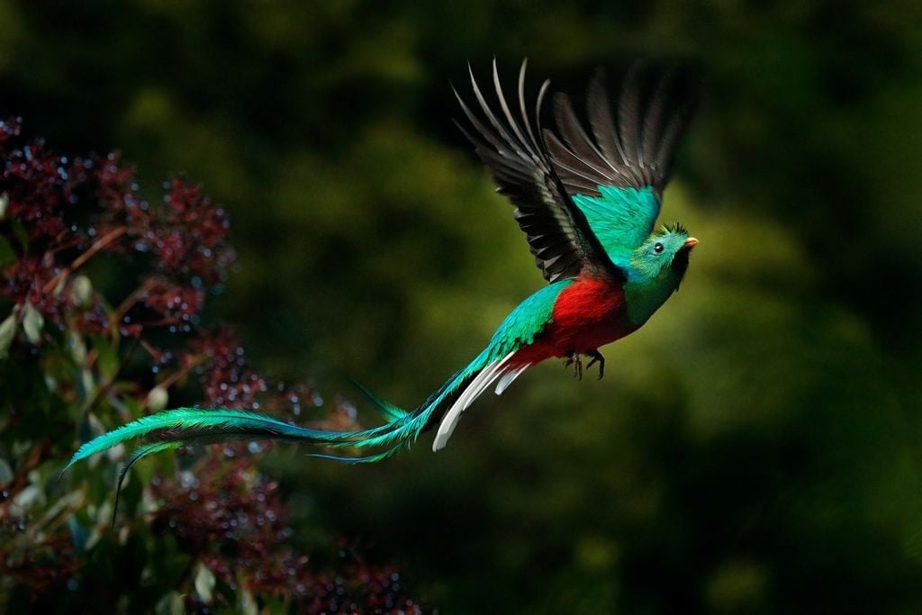 Le quetzal habite les forêts tropicales du sud du Mexique.