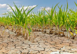 La sequía arrasa México: estos son los estados más afectados por la falta de agua