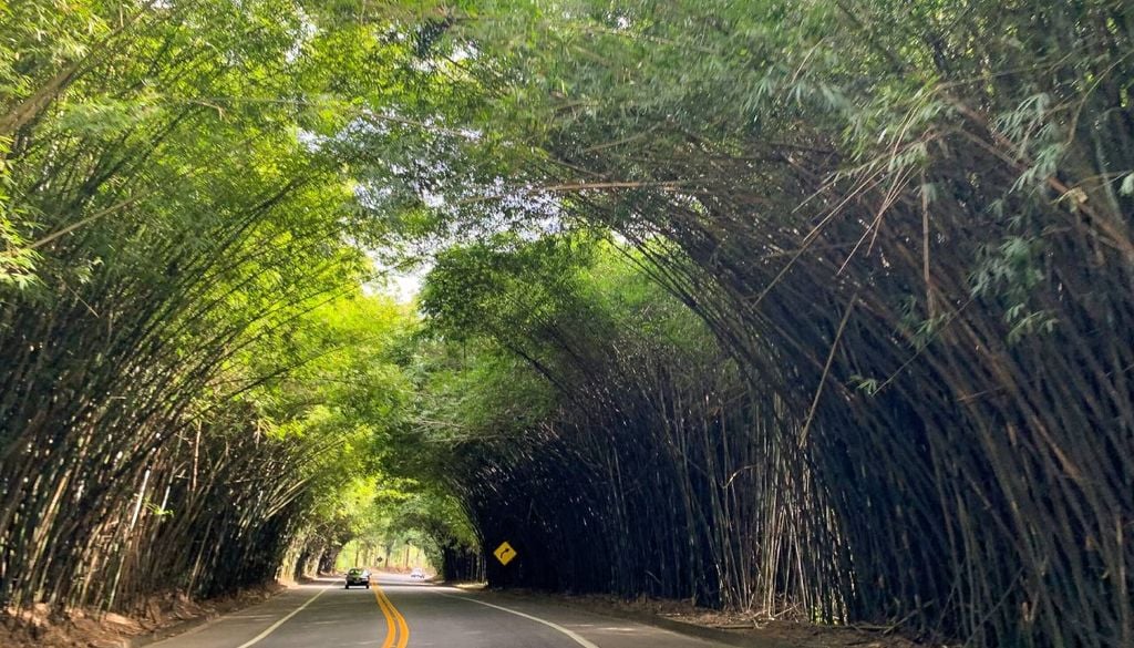 O famoso (e bonito) Túnel de Bambu em cidade do interior de São Paulo chama a atenção de quem passa pela região. Crédito: Divulgação.