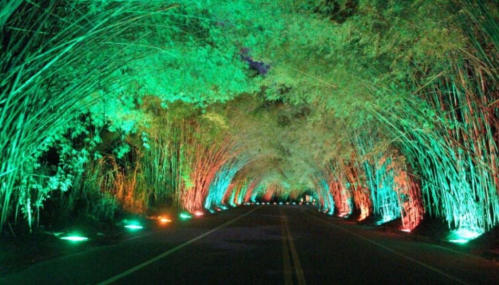 O Túnel de Bambu iluminado à noite. Crédito: Divulgação.