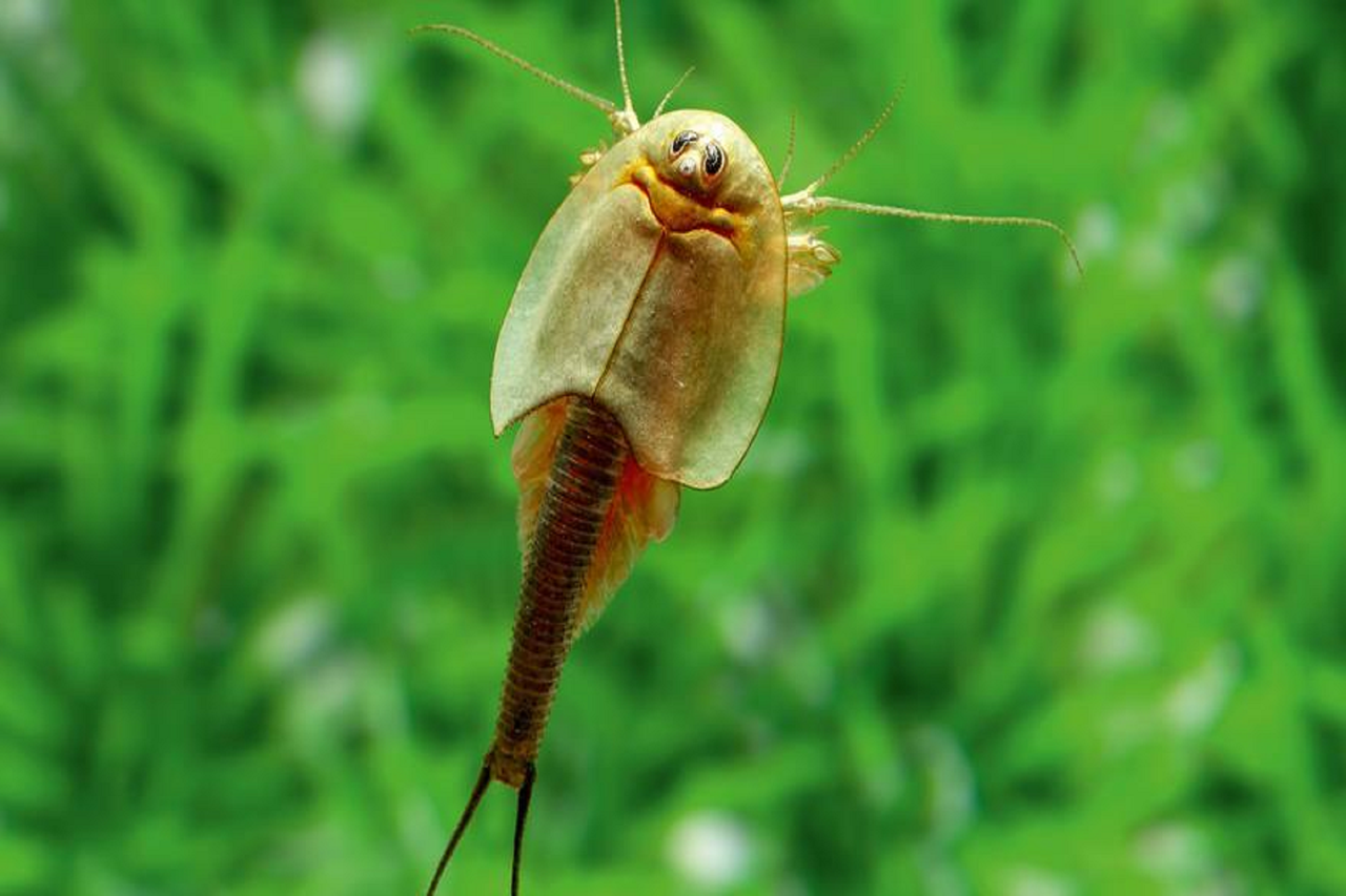 Adoptez des animaux préhistoriques vivants chez vous (Triops) !