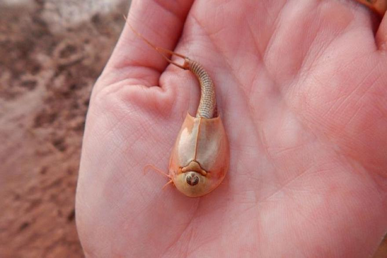 LES ETRANGES ANIMAUX PREHISTORIQUES - ANIMAUX FOSSILES AMPHIBIENS