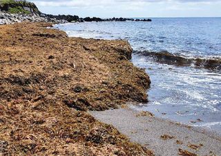 Estratégia nacional vai combater a alga asiática que está a invadir a costa portuguesa