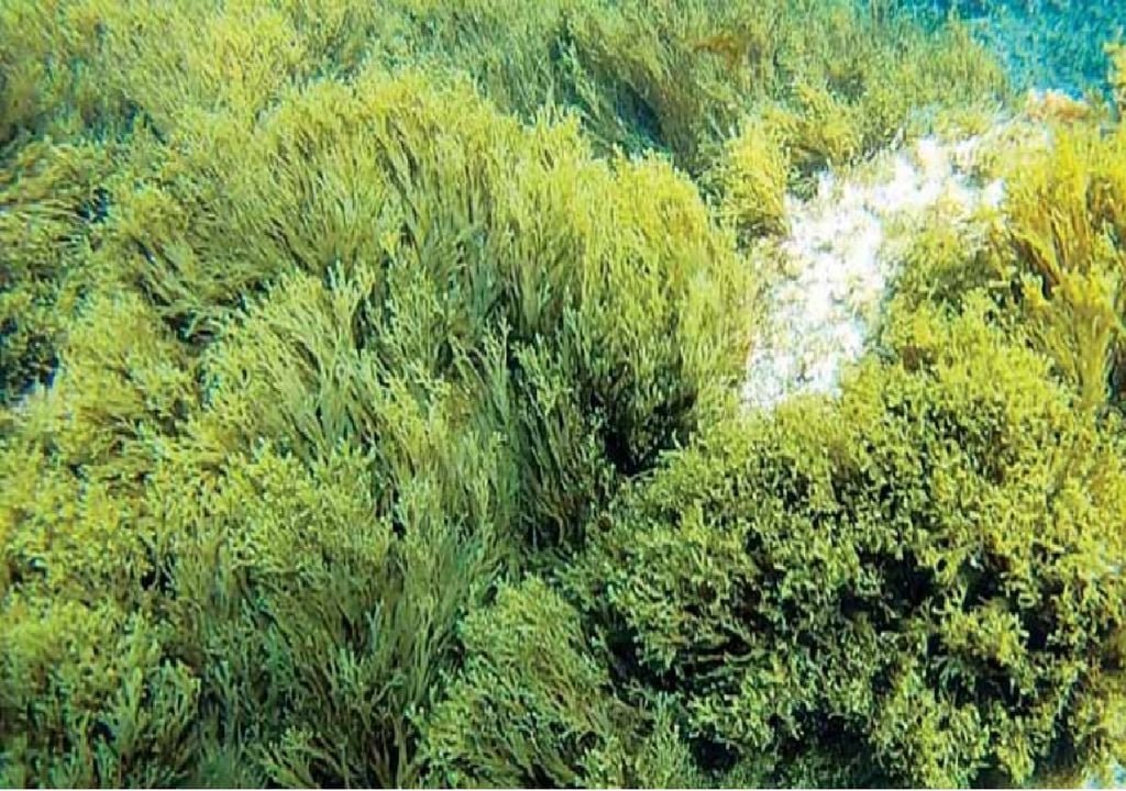 A alga R. okamurae nas águas do Pacífico, o seu habitat natural A alga R. okamurae nas águas do Pacífico, o seu habitat natural