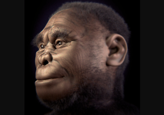 Un estudio vincula el estr&eacute;s clim&aacute;tico con la desaparici&oacute;n de una de las primeras especies humanas: el Homo floresiensis