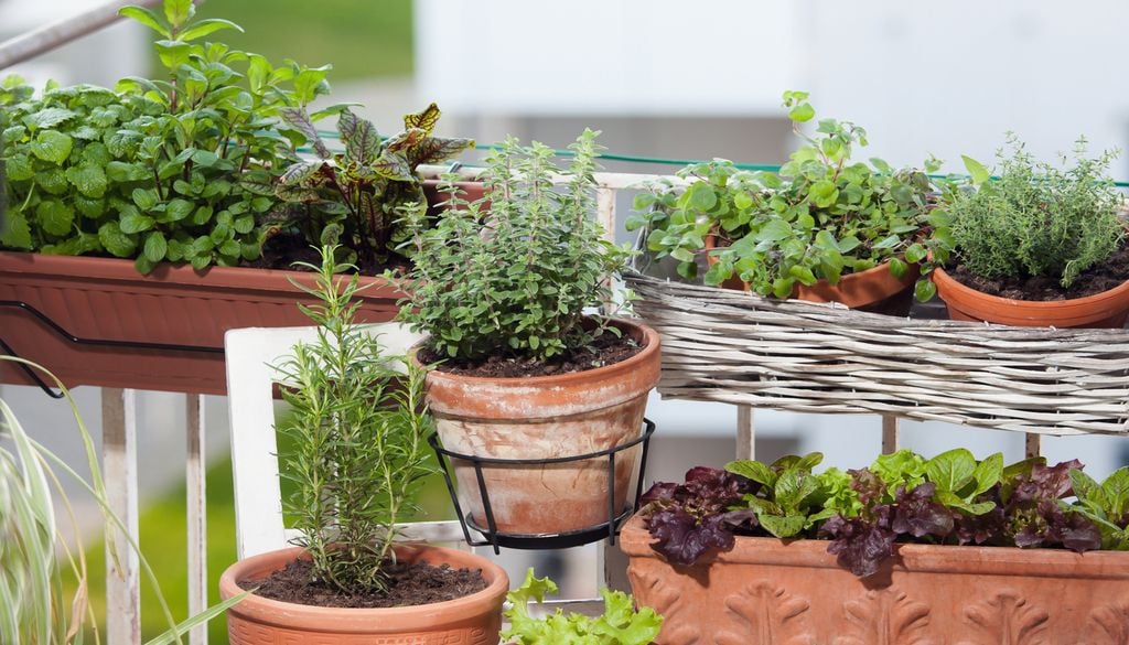 Imagen 1 Llegado el mes de septiembre, las plantas siguen necesitando cuidados ante as posibles olas de calor.