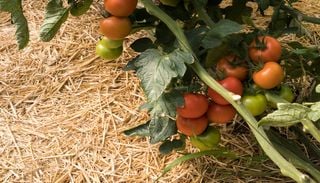 Estr&eacute;s t&eacute;rmico en el jard&iacute;n: qu&eacute; plantas sufren m&aacute;s los episodios c&aacute;lidos de septiembre y c&oacute;mo protegerlas