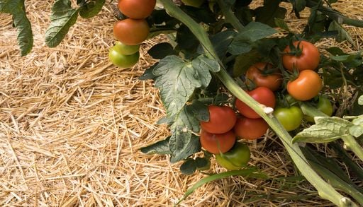 Estr&eacute;s t&eacute;rmico en el jard&iacute;n: qu&eacute; plantas sufren m&aacute;s los episodios c&aacute;lidos de septiembre y c&oacute;mo protegerlas