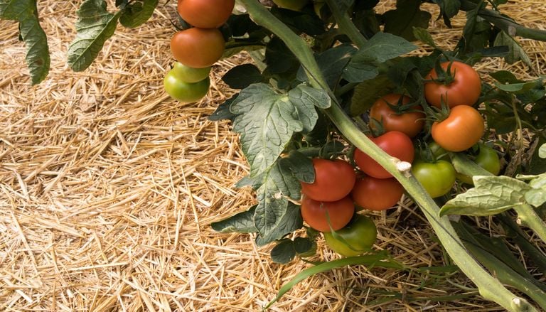 Estr&eacute;s t&eacute;rmico en el jard&iacute;n: qu&eacute; plantas sufren m&aacute;s los episodios c&aacute;lidos de septiembre y c&oacute;mo protegerlas