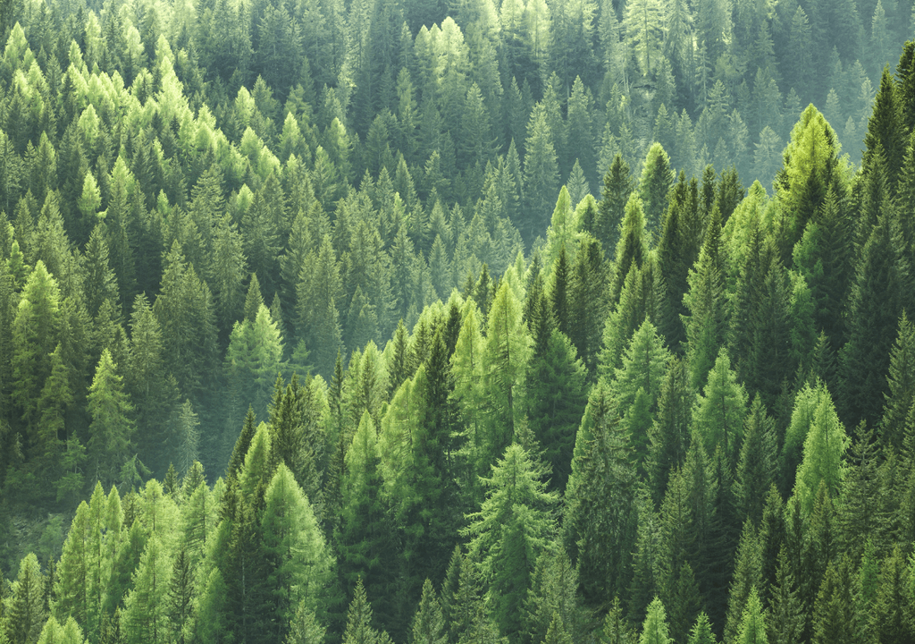 Los bosques, como los suelos y el océanos, son sumideros de carbono naturales. No obstante, no son suficientes para absorber el CO2 al ritmo que se está produciendo. Los bosques, como los suelos y el océanos, son sumideros de carbono naturales. No obstante, no son suficientes para absorber el CO2 al ritmo que se está produciendo.