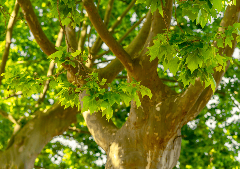 plátano de sombra plátano de sombra