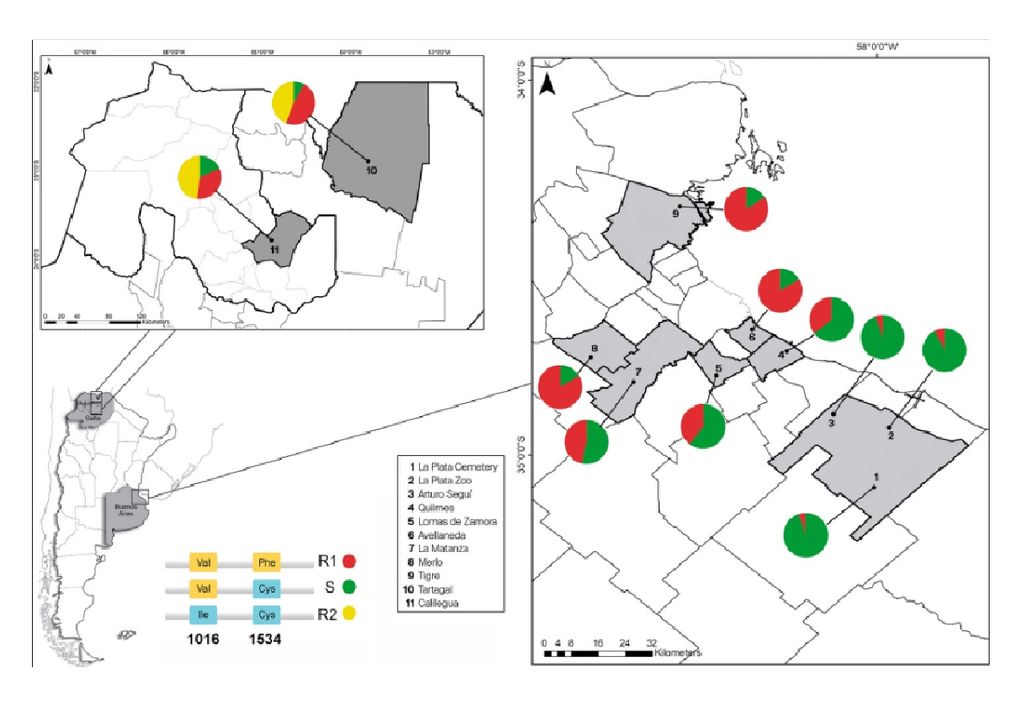 Estudio del CONICET identifica mosquitos del dengue resistentes a los insecticidas en Argentina