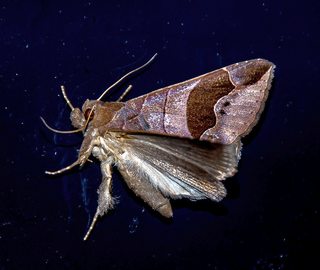 Un nuevo estudio global muestra que un tercio más de insectos salen después del anochecer