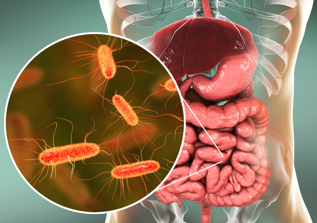 bacteria Escherichia coli.