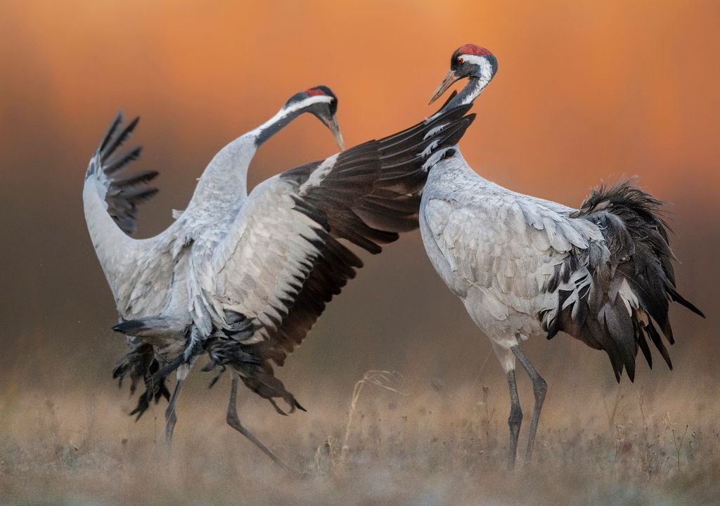 Pareja de grullas en época de apareamiento