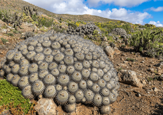Especies arbóreas del norte de Chile entre las más amenazadas incluso con un calentamiento moderado