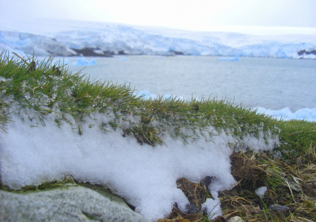 La Deschampsia antarctica o pasto antártico, es una de las dos especies nativas que habitan en la Antártica. Imagen: Gentileza INACH.