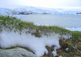 Estudo revela que a vegetação da Antártica ocupa área total de 44,2 km²