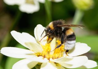 Estudio revela que los abejorros no son criaturas de costumbre, cambian de flor según les conviene