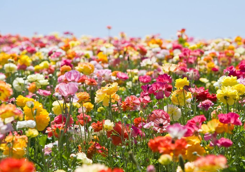Campo de flores Campo de flores