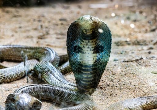 Estudios explican cómo el cambio climático influye en la migración de las serpientes venenosas alrededor del mundo