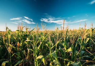 Estudo afirma que fungos podem melhorar o rendimento da produção agrícola em até 40%