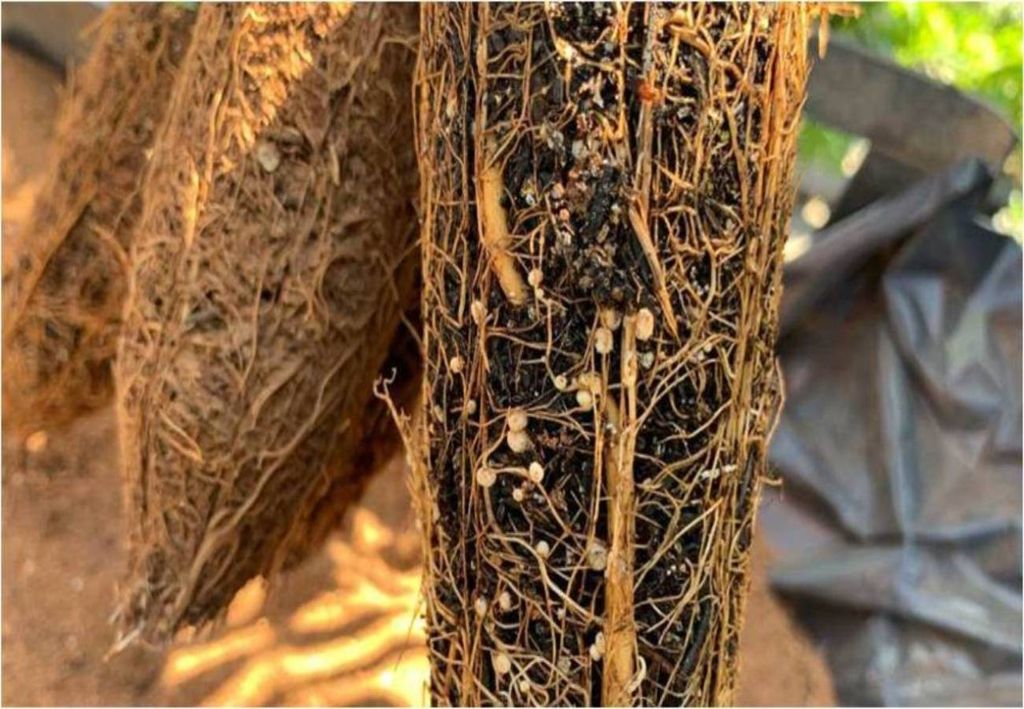 fungo micorrízico arbuscular