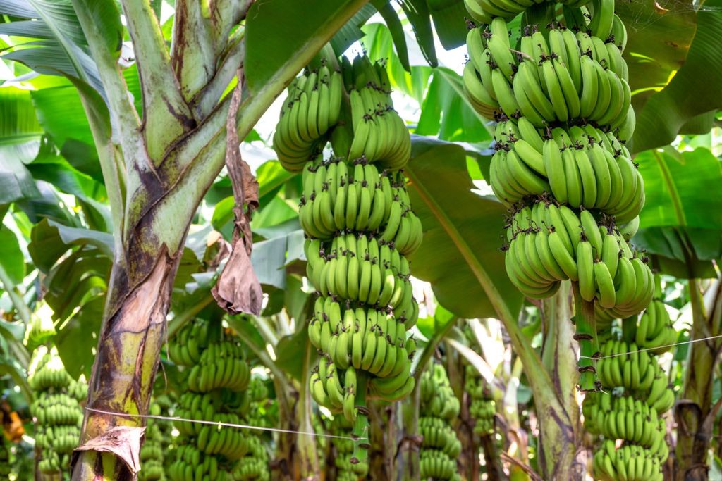 Qualidade, frutos, bananas, calor extremo