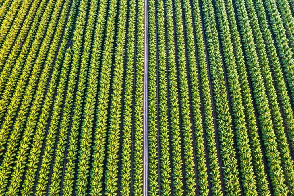 Banana, irrigação, agua, seca