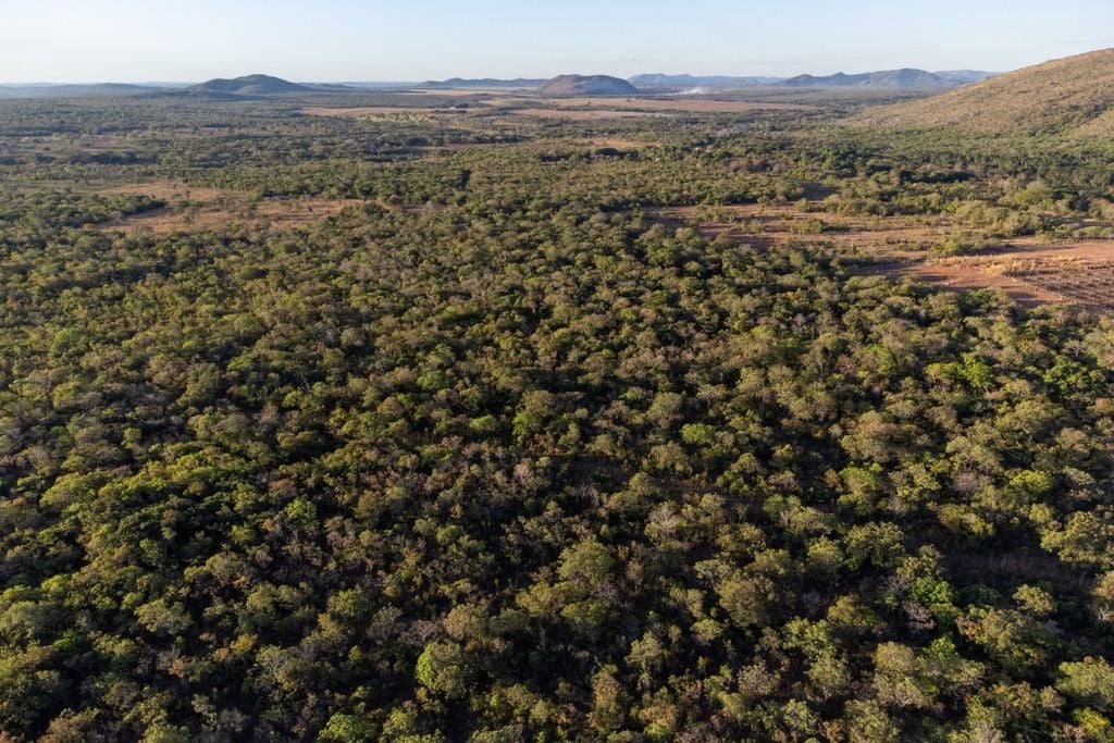 Cerrado, Nature, pesquisa, Brazil