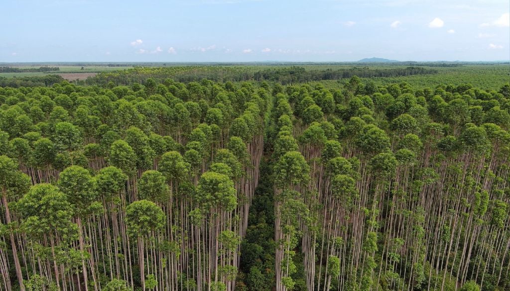 Florestas plantadas As florestas plantadas são frequentemente compostas por menos espécies e por árvores de idades semelhantes.