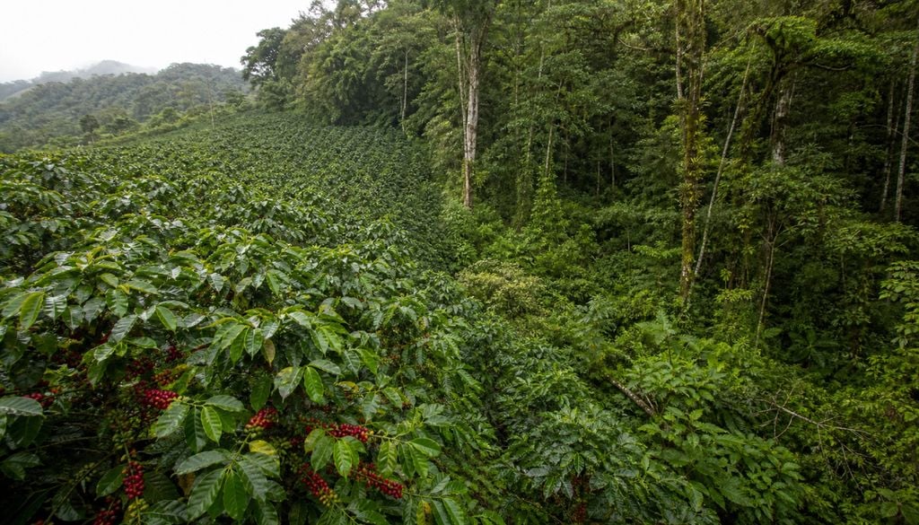 Cafezal encontra a borda da floresta tropical. Estudo identificou mudanças na presença de fungos sobre plantas silvestres.