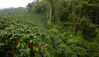 Estudo com 938 folhas descobre como a borda da floresta afeta a sa&uacute;de do caf&eacute;; entenda