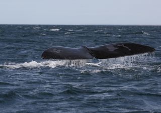 Estudo confirma a importância do Oceano Austral na absorção de CO2