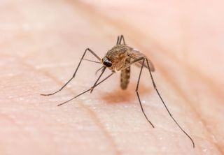 Estudo da USP alerta para risco de malária urbana no Brasil devido a novo vetor invasor