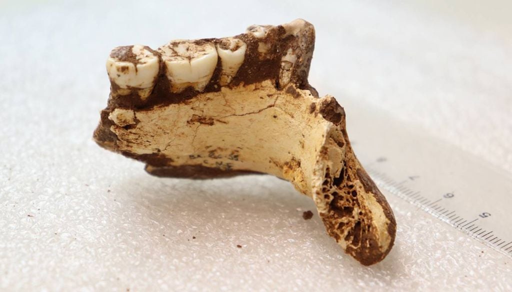 Fragmento de uma mandíbula humana do sítio do Vau, Bahia, datado entre 500 e 630 anos atrás. Crédito: Eliane Chim.