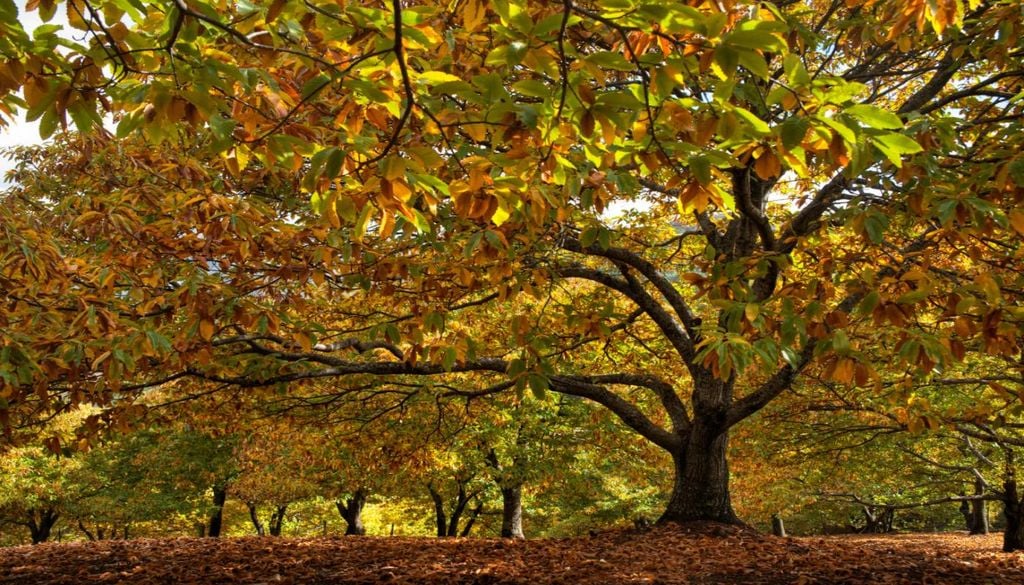 A não ativação e a ativação tardia de genes acabam por limitar a produção de uma proteína similar à ginkbilobin que tem capacidade de travar ou mitigar a doença da tinta nos castanheiros europeus. Por outro lado, nos castanheiros japoneses a ativação de genes que produzem a proteína aumenta significativamente, o que faz com que a doença da tinta seja travada devido à secreção da proteína similar à ginkbilobin.