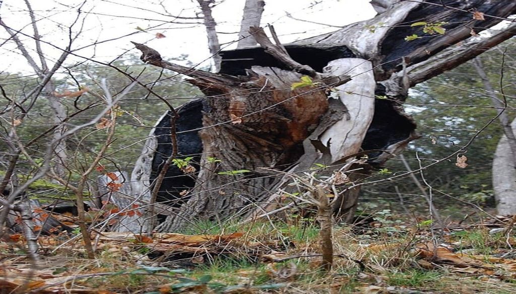 Phytophthora cinnamomi é o nome do microorganismo subterrâneo que origina a doença que é um terror para os agricultores de Trás-os-Montes e de outras regiões europeias que se dedicam à produção de castanha. Os cientistas conhecem-no como um oomiceta.