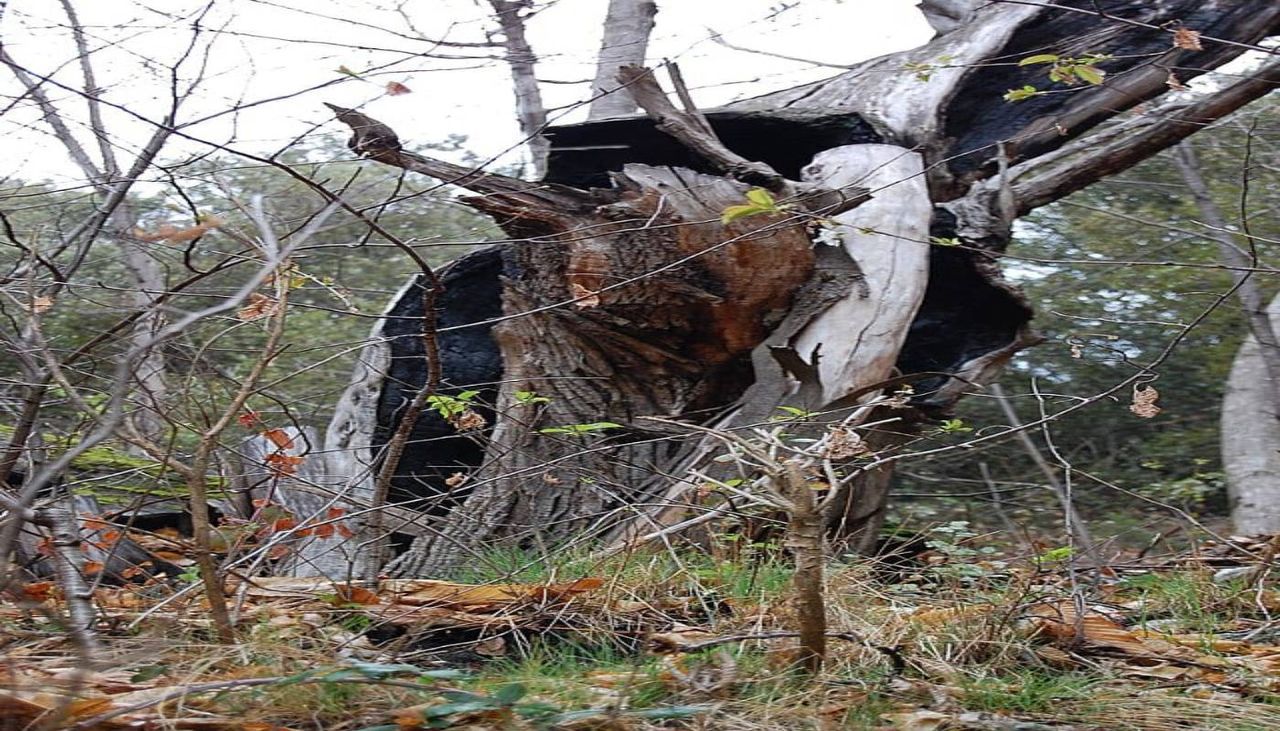 Phytophthora cinnamomi es el nombre del microorganismo subterráneo causante de la enfermedad que supone una pesadilla para los agricultores de Trás-os-Montes y otras regiones europeas dedicadas a la producción de castañas. Los científicos lo conocen como un oomiceto.