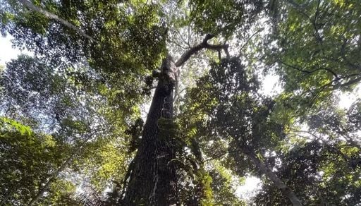 Estudo identifica 18 esp&eacute;cies de &aacute;rvores que ajudam na recupera&ccedil;&atilde;o da Amaz&ocirc;nia; conhe&ccedil;a elas