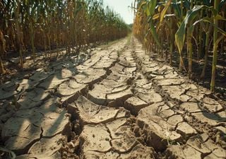 Estudo indica que cerca de 30% da superfície terrestre tem-se tornado mais árida, entre 1960 e 2023