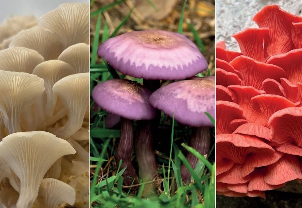 Pleurotus albidus e P. djamor, em cultivo, e Lepista sordida (ao centro). Créditos: Mariana Drewinski / IFSP, Olavo Della-Torre / UFMG, Denis Zabin / IFSP Pleurotus albidus e P. djamor, em cultivo, e Lepista sordida (ao centro). Créditos: Mariana Drewinski / IFSP, Olavo Della-Torre / UFMG, Denis Zabin / IFSP