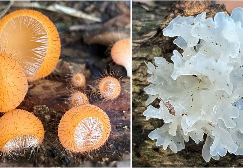 Cookeina tricholoma e Tremella fuciformis. Créditos: Nelson Menolli Jr / IFSP, Mariana Drewinski / IFSP Cookeina tricholoma e Tremella fuciformis. Créditos: Nelson Menolli Jr / IFSP, Mariana Drewinski / IFSP