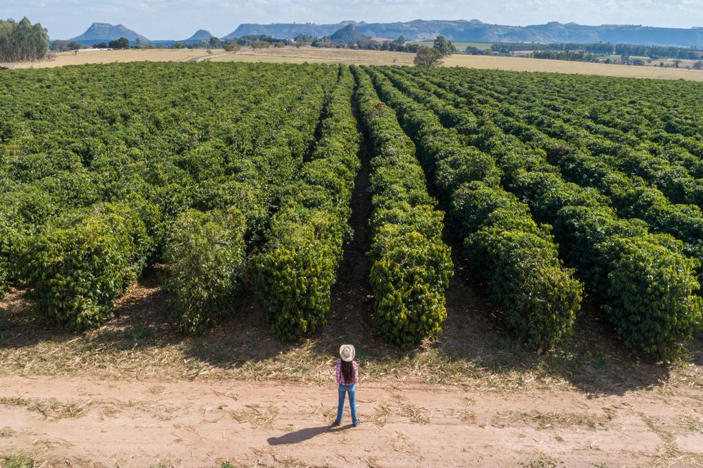 una extensa plantación de café