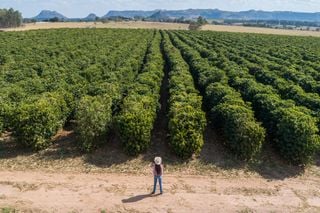 Café matinal en riesgo: reciente estudio revela el impacto del cambio climático en el café arábigo brasileño