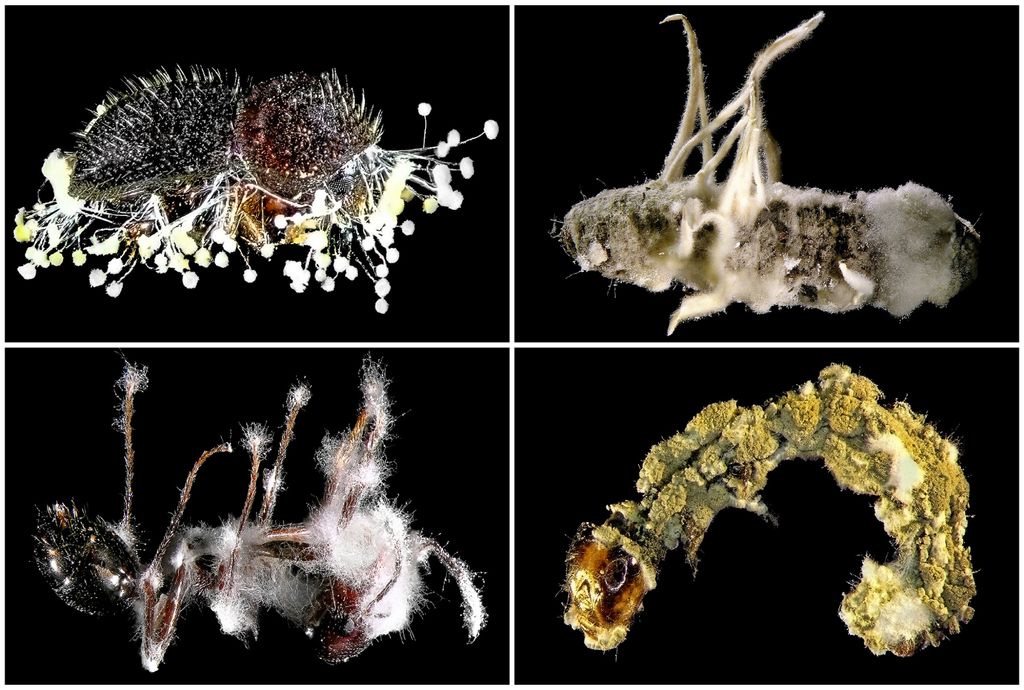 Pragas, fungos, agricultura.