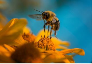 Estudo mostra que a mudança climática é prejudicial às abelhas