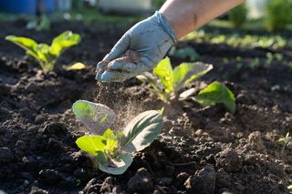 Estudo mostra que urina humana pode ser usada como fertilizante ecológico