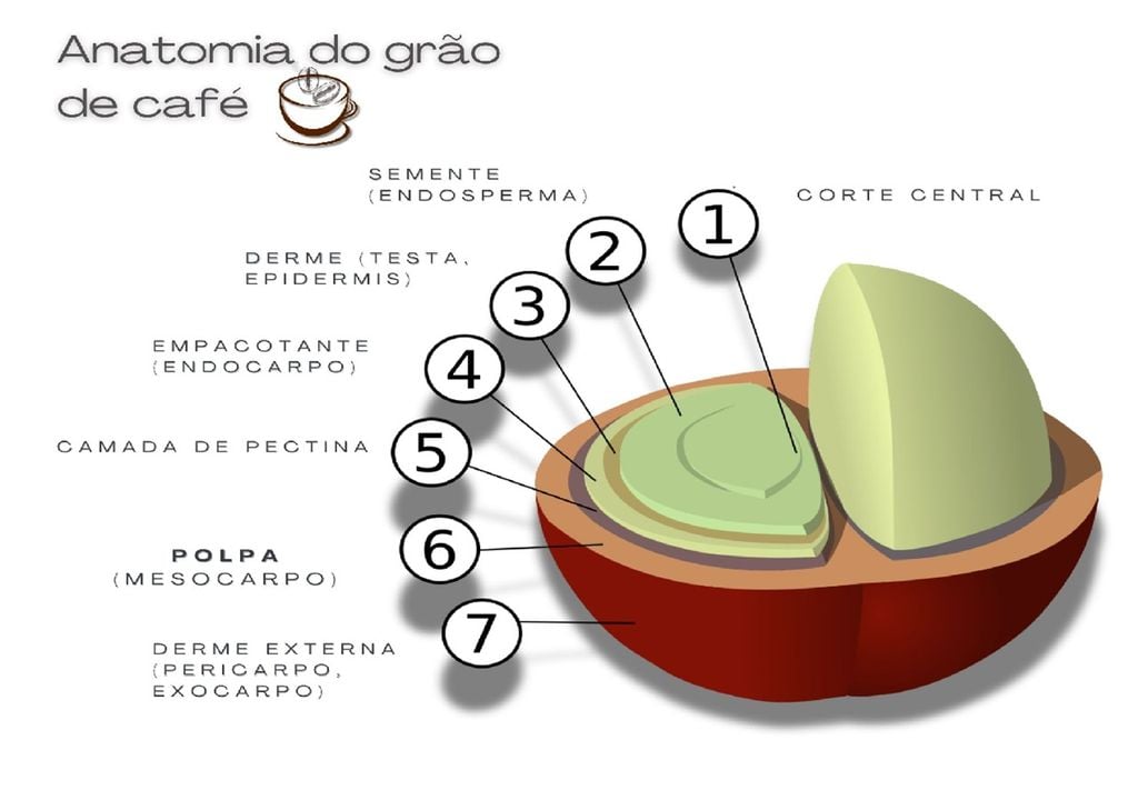 Anatomia do grão de café A polpa de café tem elevada atividade antioxidante e efeitos benéficos no combate à inflamação, hipertensão, diabetes e acumulação de gordura. Imagem: Y tambe. Vetorizado por: Chabacano, CC BY-SA 3.0, via Wikimedia Commons